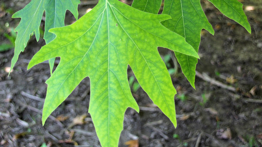 Platanus orientalis var. cuneata leaves