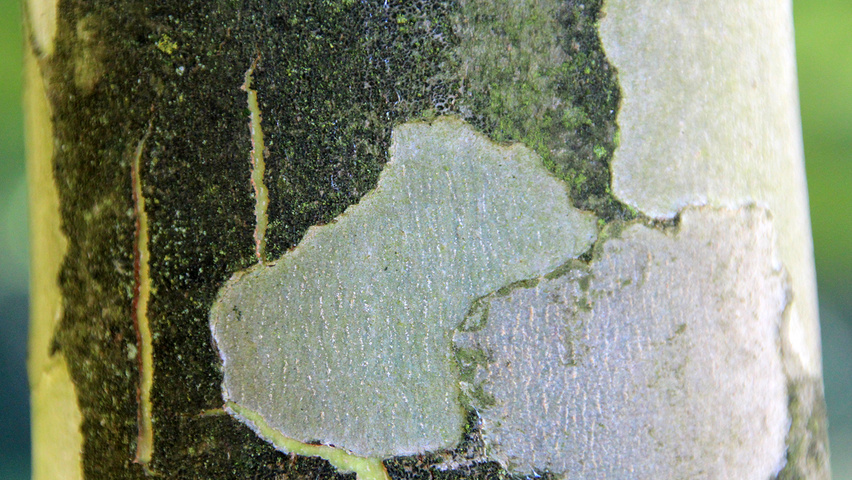 Platanus x hispanica 'Alphen's Globe' bark