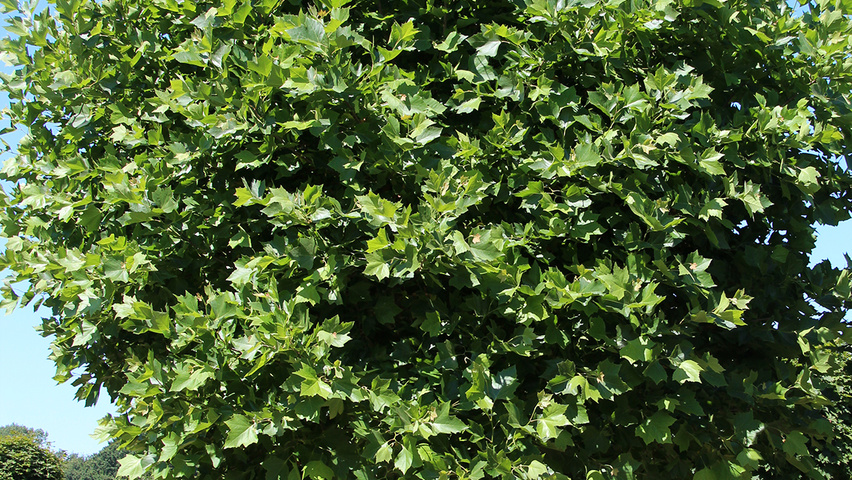 Platanus x hispanica 'Alphen's Globe' globe