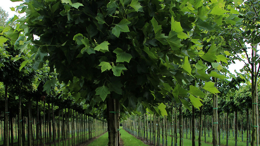 Platanus x hispanica 'Alphen's Globe' standard tree