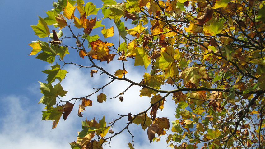 Platanus x hispanica feuilles automnale