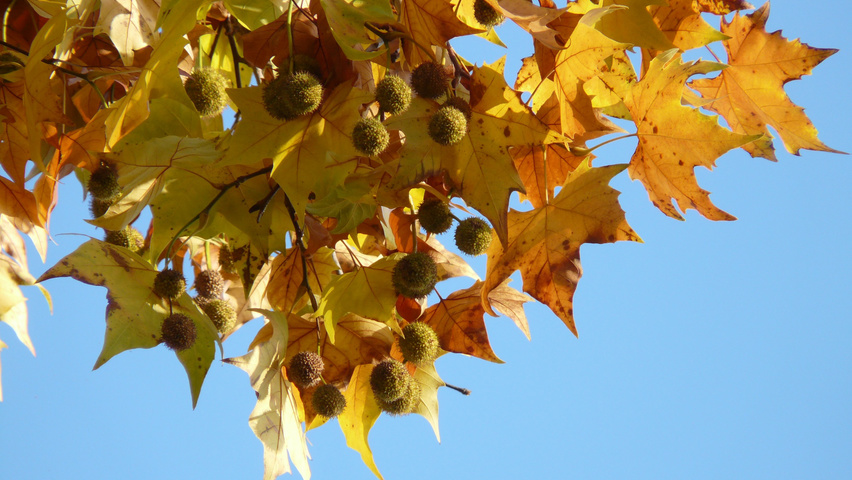 Platanus x hispanica feuilles automnale