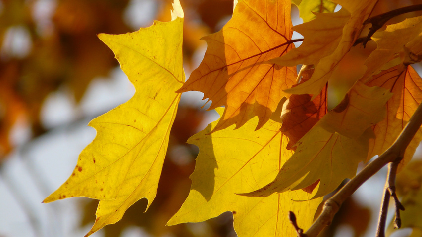 Platanus x hispanica feuilles automnale
