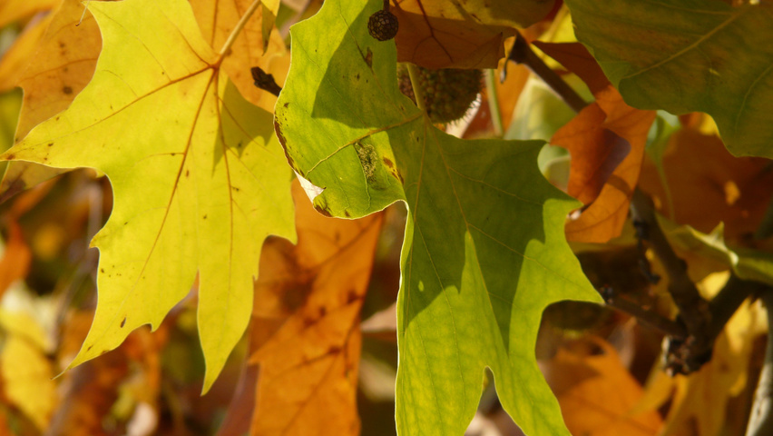 Platanus x hispanica feuilles automnale