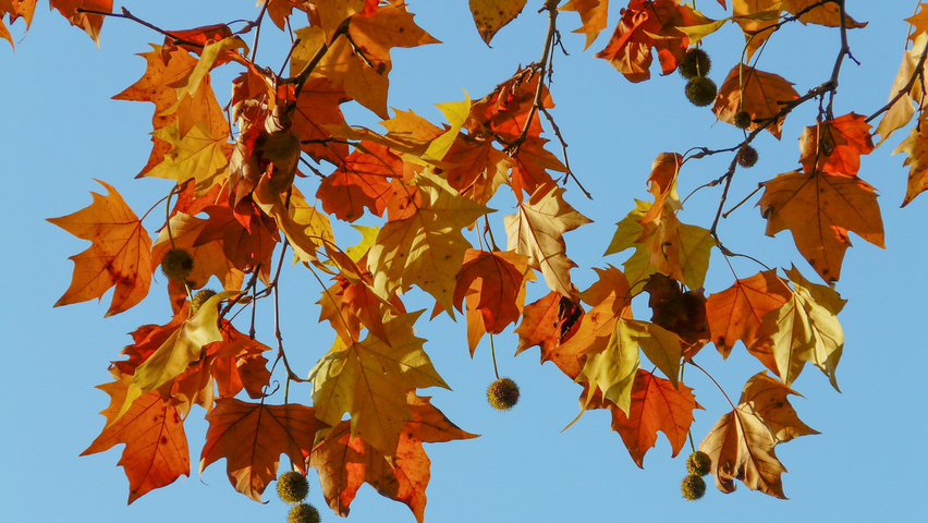 Platanus x hispanica feuilles automnale