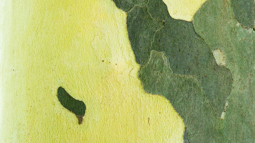 Platanus x hispanica tronc