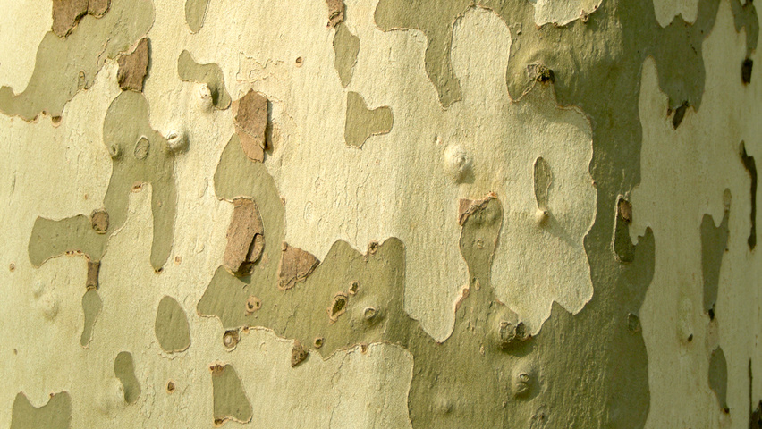 Platanus x hispanica tronc