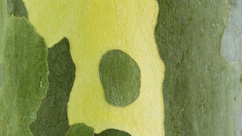 Platanus x hispanica tronc