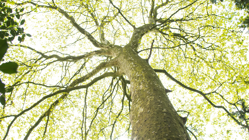 Platanus x hispanica tronc