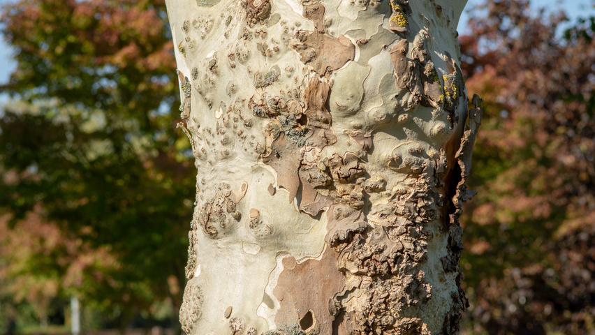 Platanus x hispanica tronc