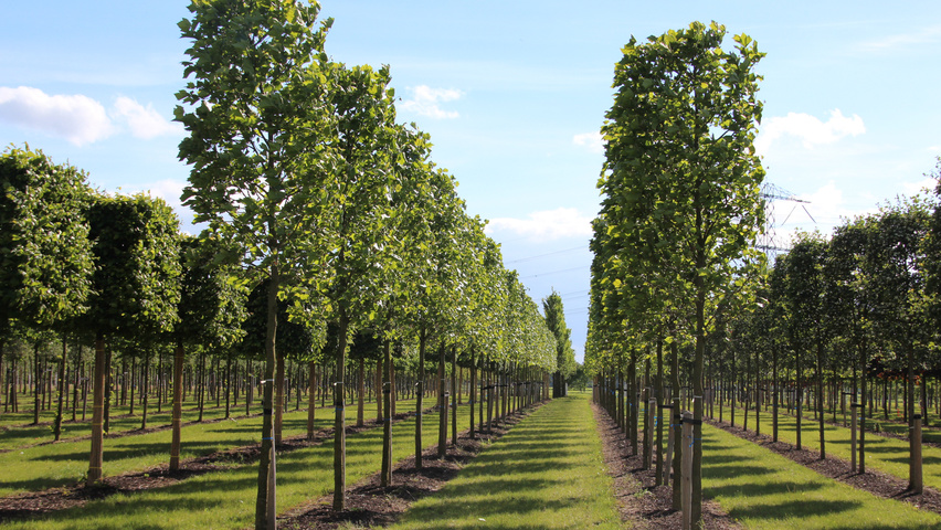 Platanus x hispanica bloc