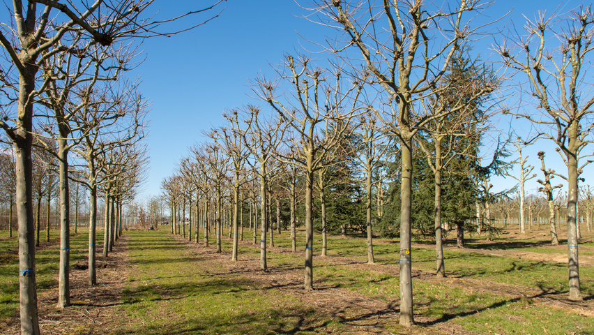 Platanus x hispanica bloc
