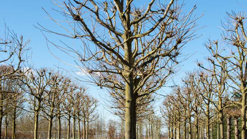 Platanus x hispanica bloc
