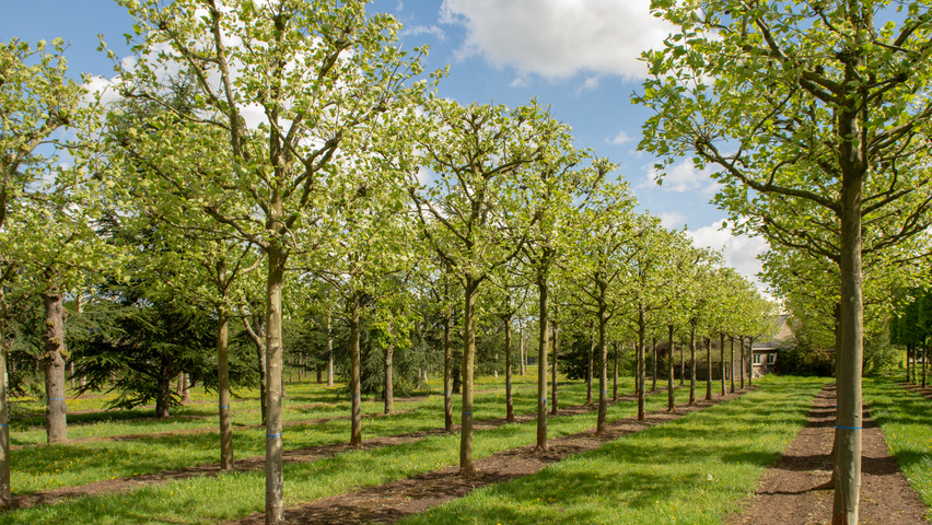 Platanus x hispanica bloc
