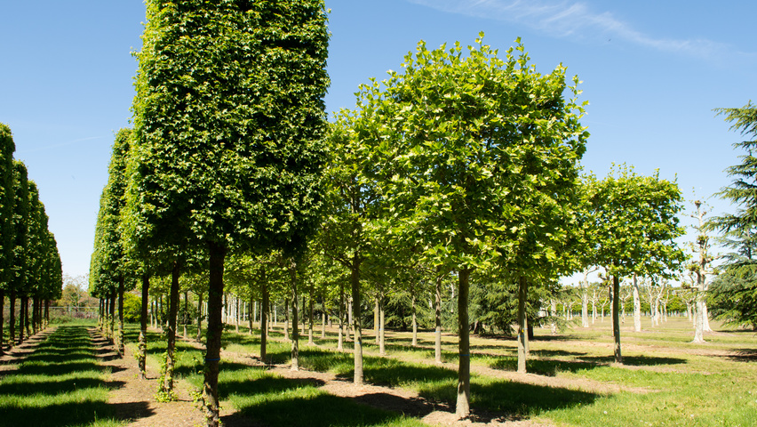 Platanus x hispanica bloc