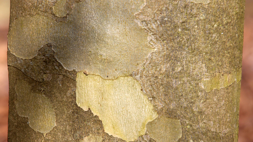 Platanus x hispanica 'Bloodgood' кора