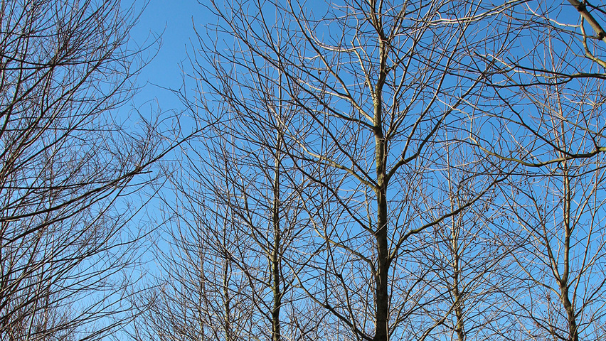 Platanus x hispanica 'Bloodgood' Деревья с высоким стволом (стандарт)