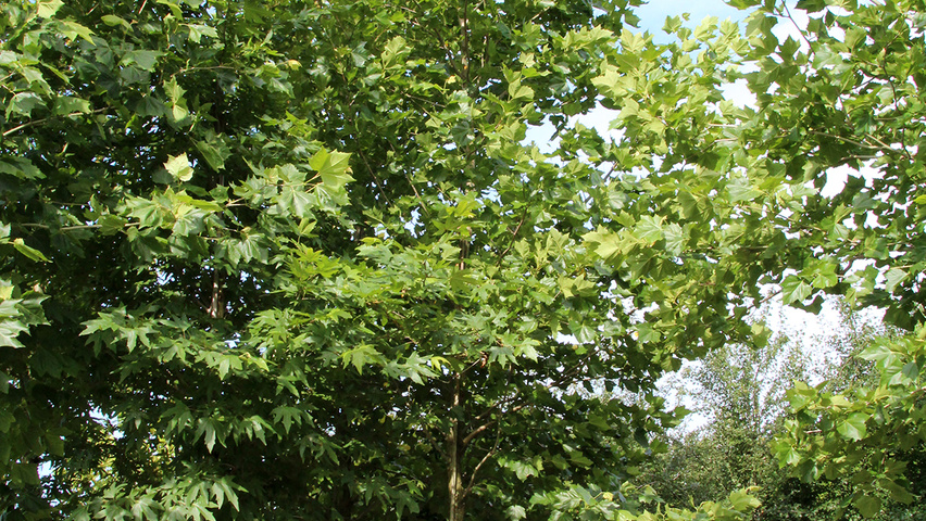 Platanus x hispanica 'Bloodgood' Деревья с высоким стволом (стандарт)
