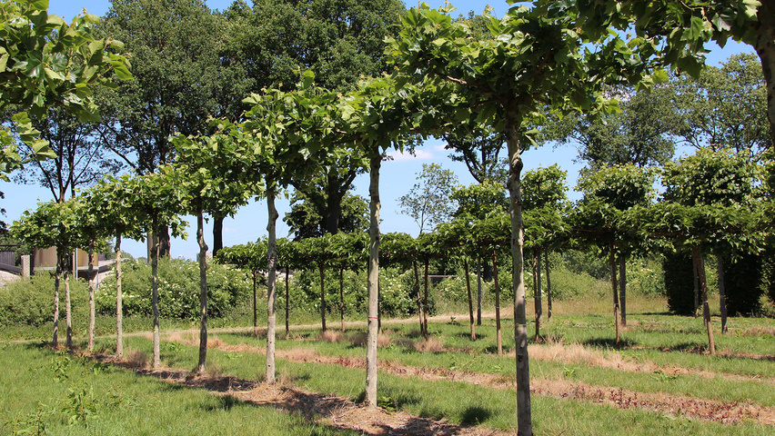 Platanus x hispanica 'Bloodgood' крыша