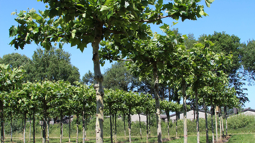 Platanus x hispanica 'Bloodgood' крыша