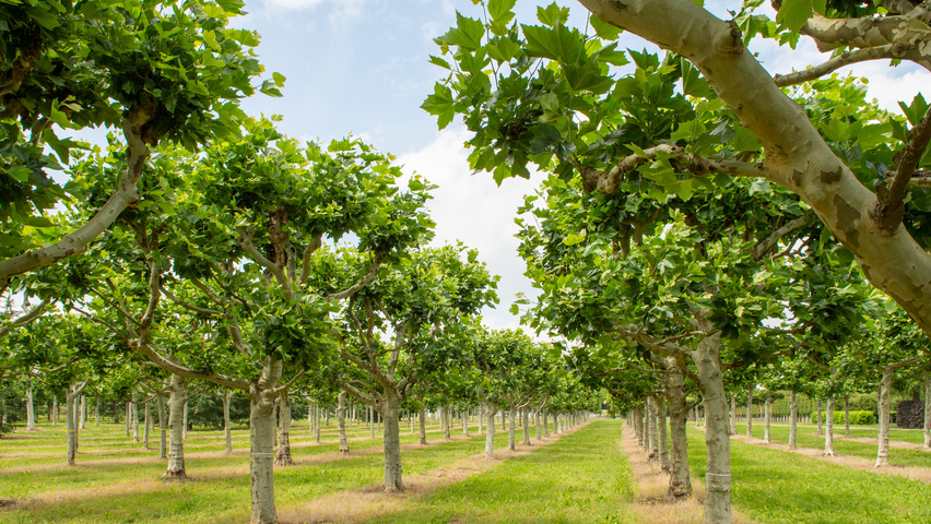 Platanus x hispanica candélabre
