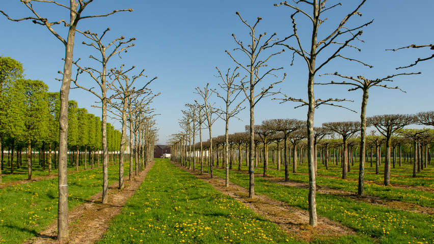 Platanus x hispanica candélabre