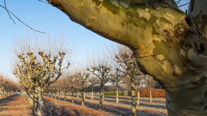 Platanus x hispanica candélabre
