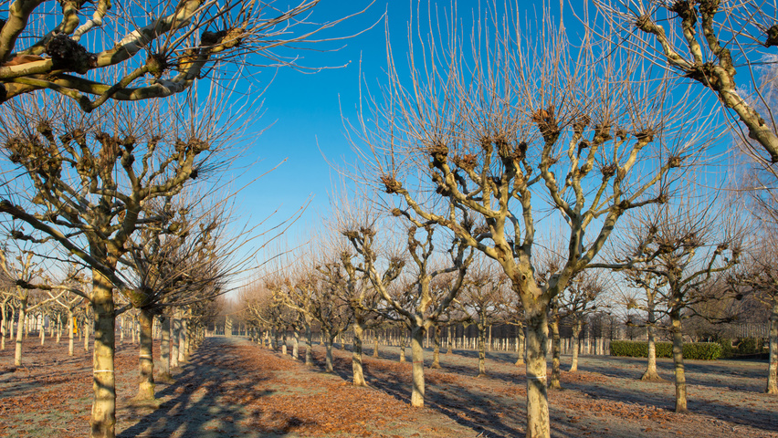 Platanus x hispanica candélabre