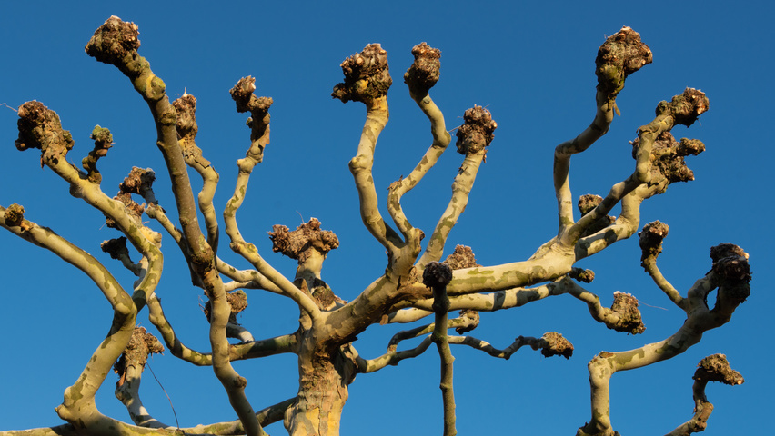 Platanus x hispanica candélabre