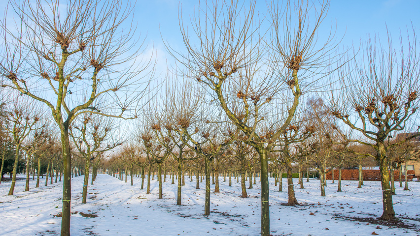 Platanus x hispanica candélabre