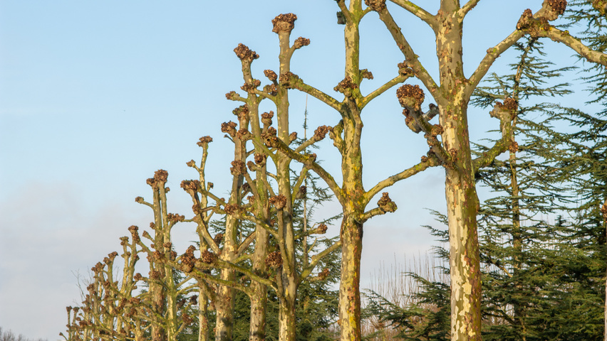 Platanus x hispanica candélabre