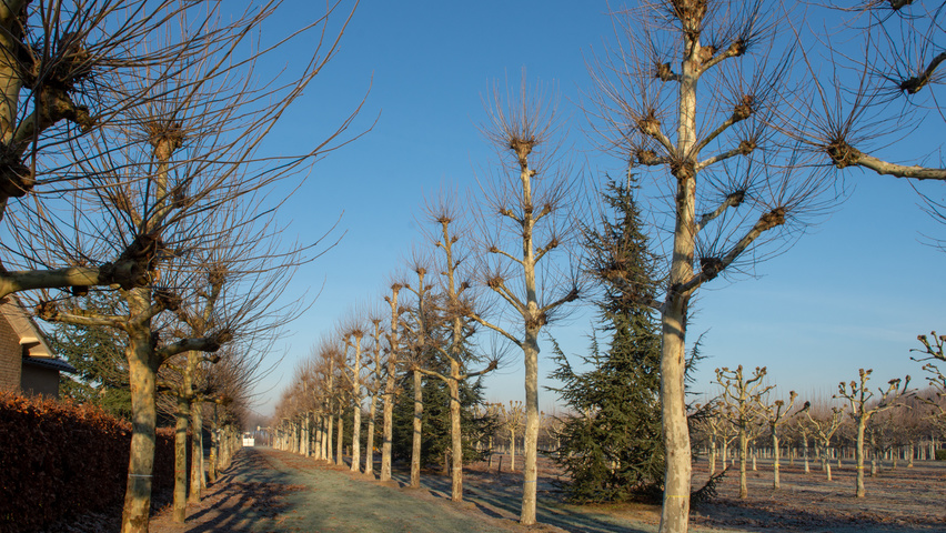 Platanus x hispanica candélabre