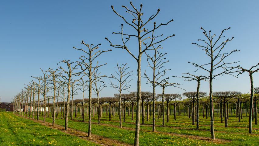 Platanus x hispanica candélabre