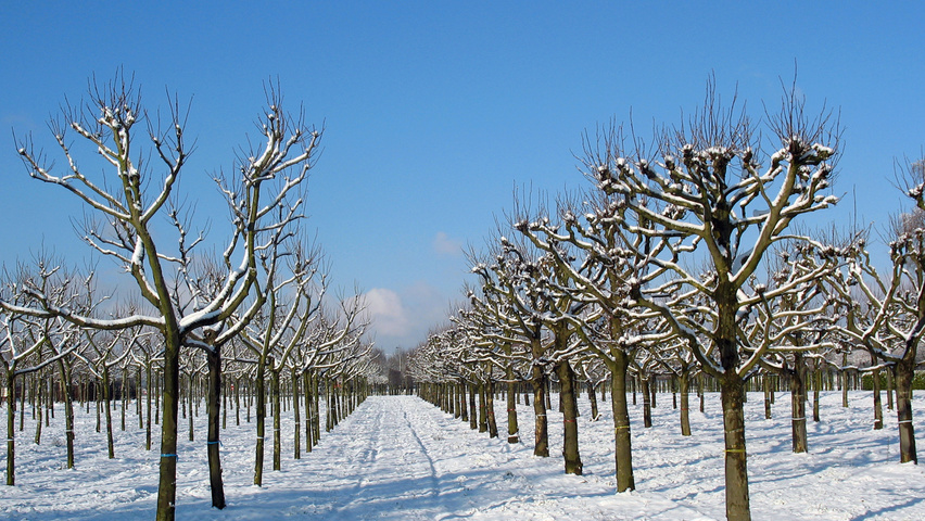 Platanus x hispanica candélabre