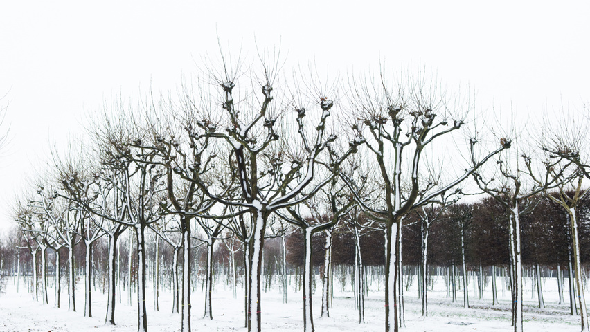 Platanus x hispanica candélabre
