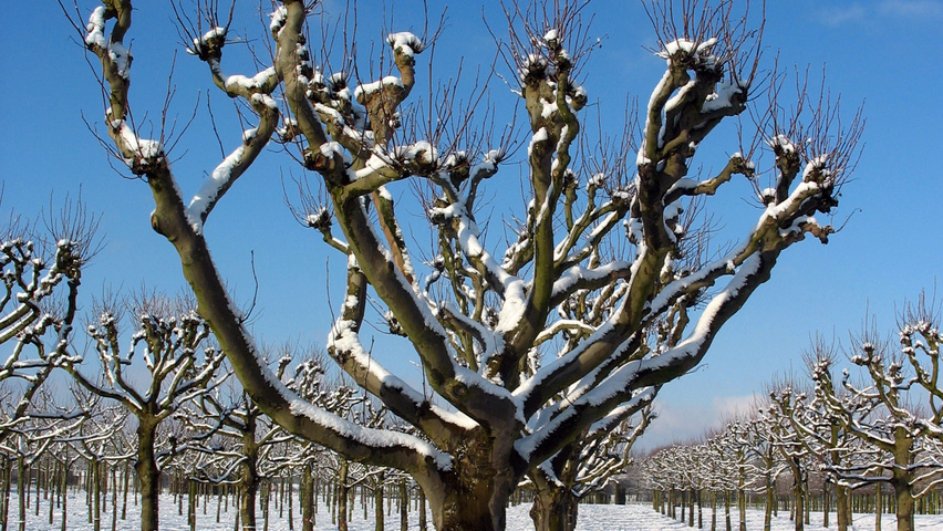 Platanus x hispanica candélabre