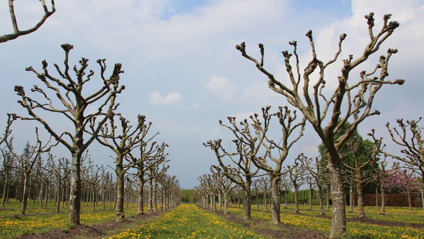 Platanus x hispanica candélabre