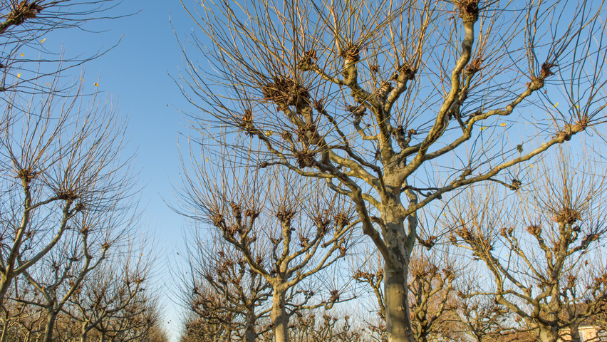 Platanus x hispanica candélabre
