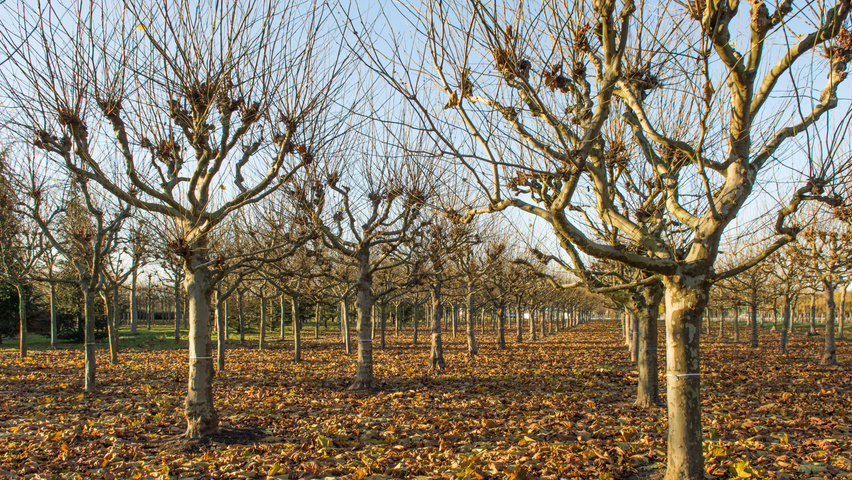 Platanus x hispanica candélabre