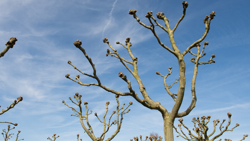Platanus x hispanica candélabre