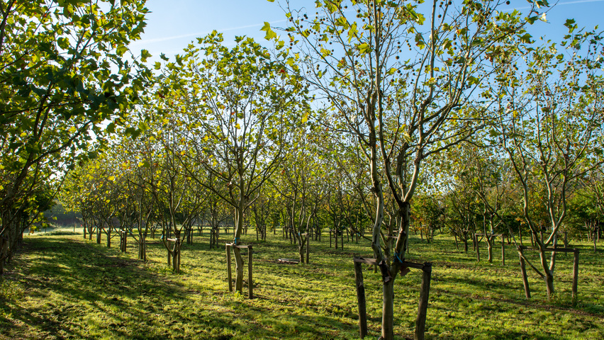Platanus x hispanica caractéristiques