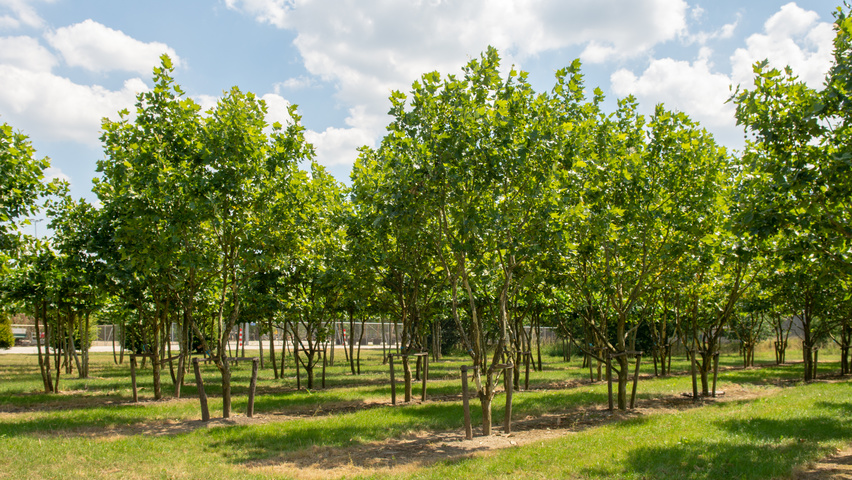 Platanus x hispanica caractéristiques