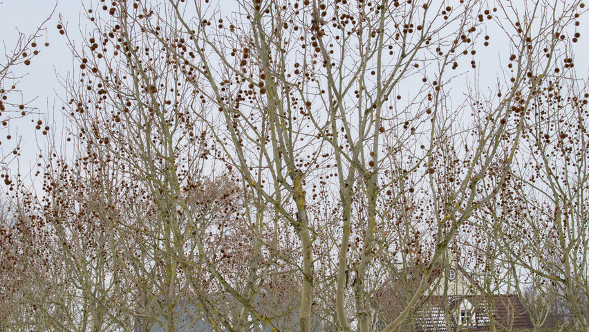 Platanus x hispanica caractéristiques