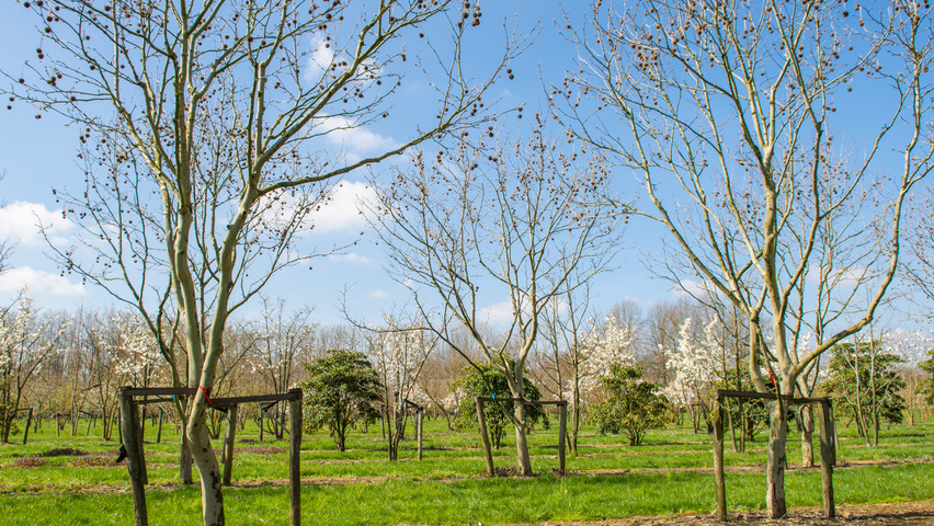 Platanus x hispanica caractéristiques