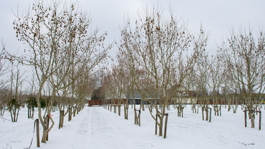 Platanus x hispanica caractéristiques