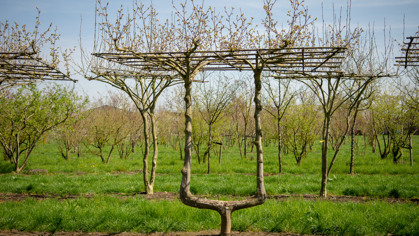 Platanus x hispanica caractéristiques