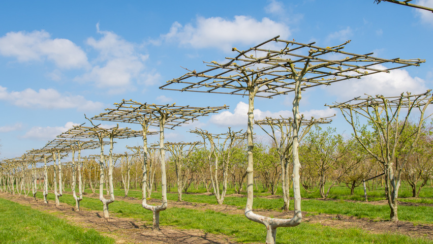 Platanus x hispanica caractéristiques