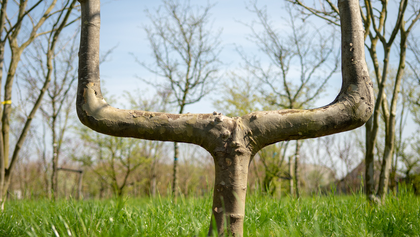 Platanus x hispanica caractéristiques