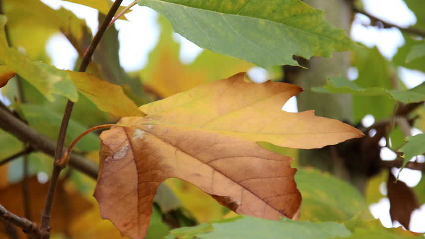 Platanus x hispanica 'Eindhoven' liście jesienią