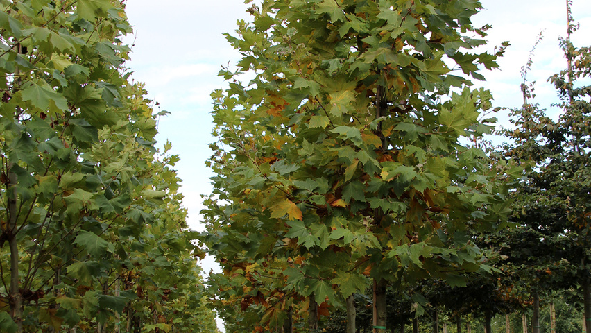 Platanus x hispanica 'Eindhoven' pienne